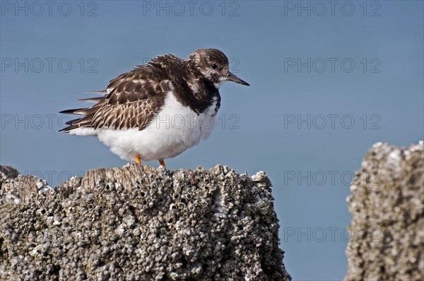 Ruddy Turnstone