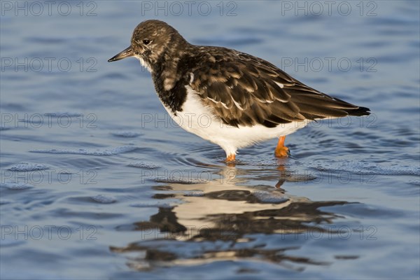 Ruddy turnstone