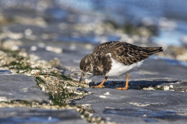 Ruddy turnstone