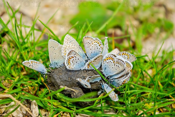 A cluster of blue butterflies