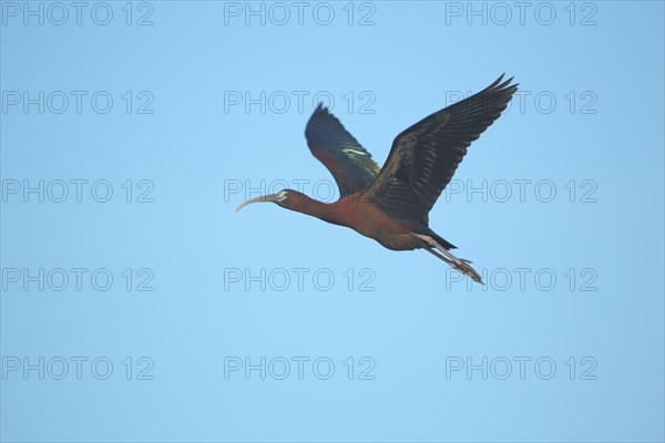 Glossy ibis