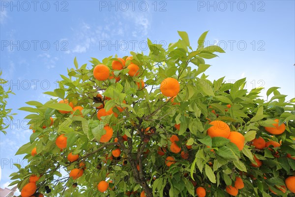 Orange tree with ripe fruit