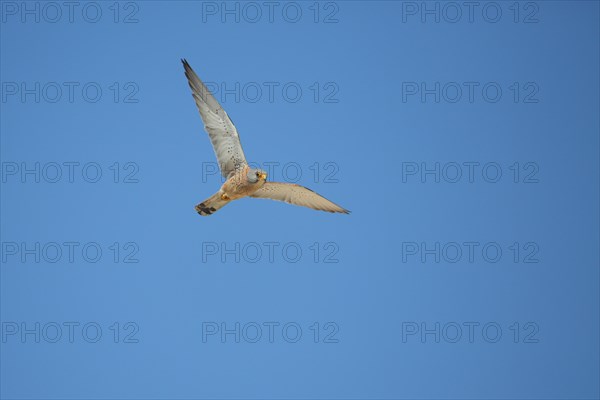 Male Lesser Kestrel