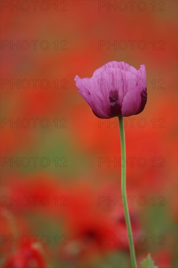 Flower of the opium poppy