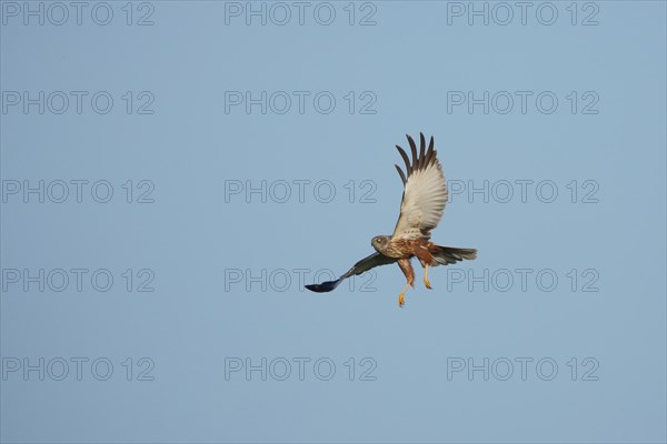 Male western marsh-harrier