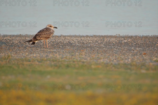 Common gull