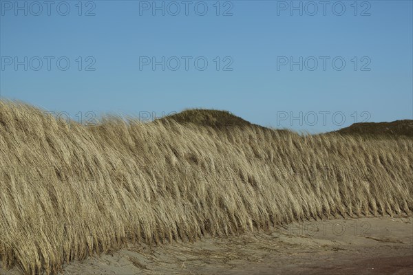 Planting of european marram grasses