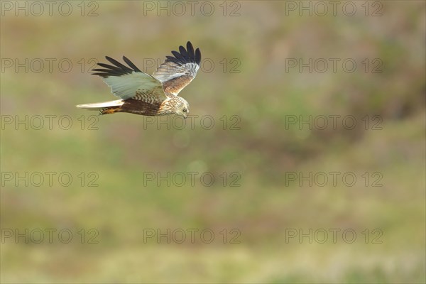 Male western marsh-harrier