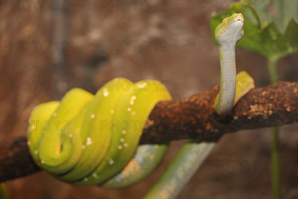 Green tree python