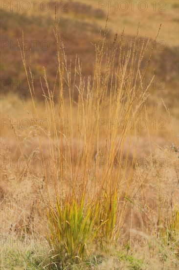 Purple moor grass