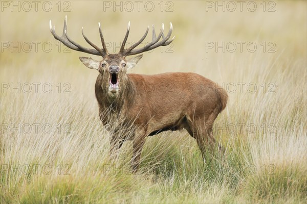 Red Deer