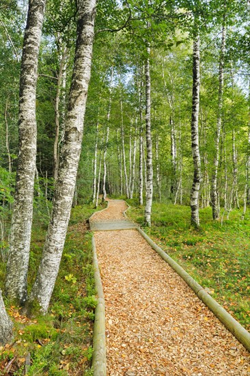 Forest path in the birch forest near Les Ponts-de-Martel in the canton of Neuchatel