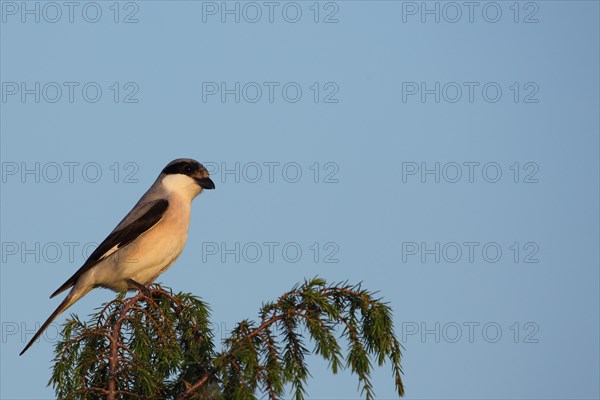 Lesser grey shrike