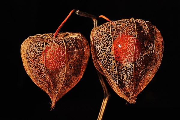 Cape gooseberry