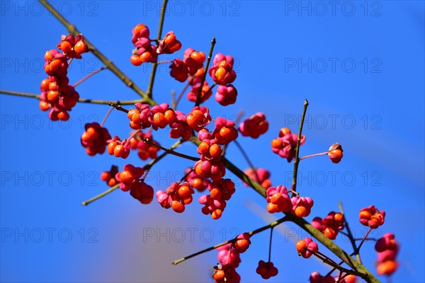 Branch of the peacock