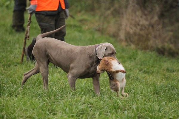 Hunting dog Weimaraner shorthair retrieves hare