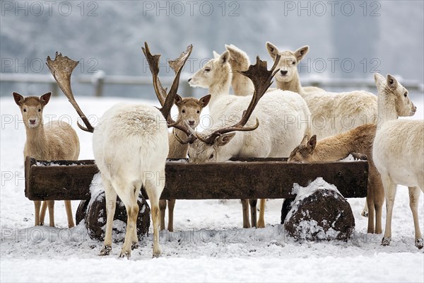 White fallow deer