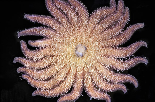 Sunflower Starfish Underside Showing Stomach