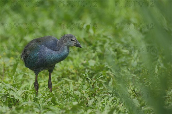 Juvenile grey-headed swamphen