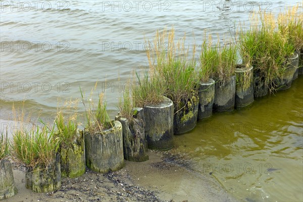 Ueckermuende Mecklenburg-Western Pomerania County Western Pomerania Greifswald with grass overgrown groyne on the beach of Ueckermuende Germany Europe