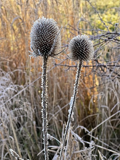 Wild teasel