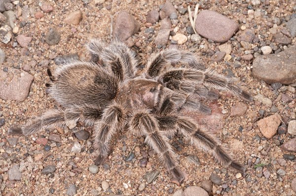 Rose-haired tarantula