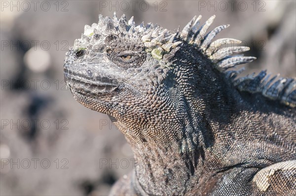 Marine iguana