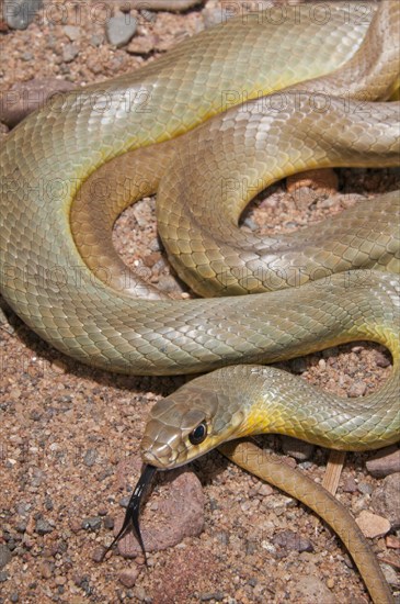 Western yellow-bellied racer