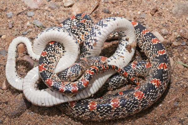 Texas long nosed snake
