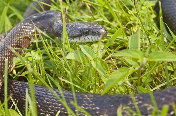 Black rat snake