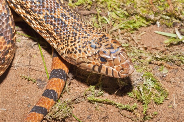 West Texas bull snake