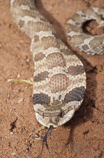 Eastern hognose snake