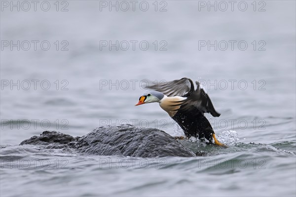 King eider