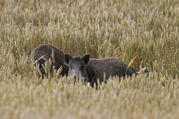 Wild boars