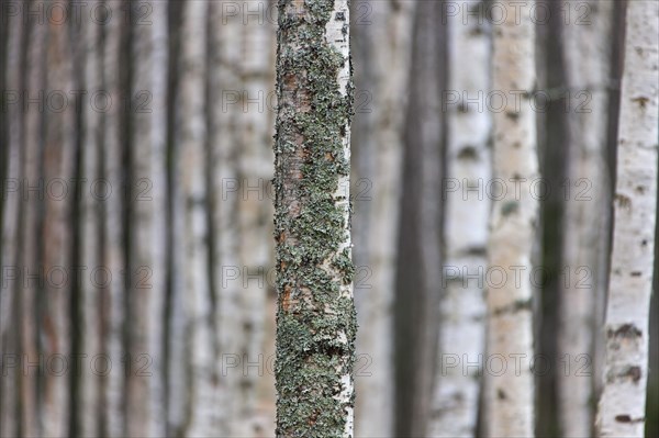 Silver birch