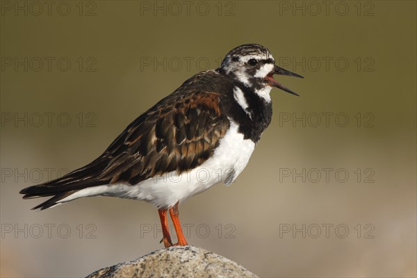 Ruddy Turnstone