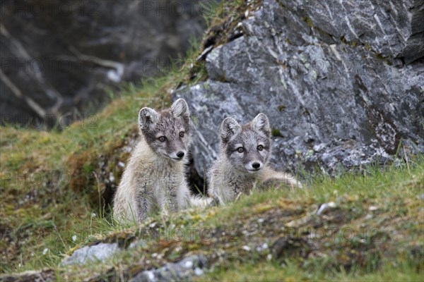 Arctic fox