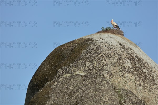 White Stork