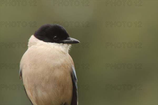 Portrait of azure-winged magpie