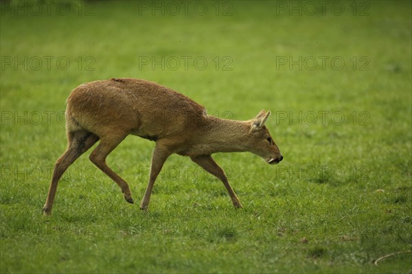 Chinese water deer