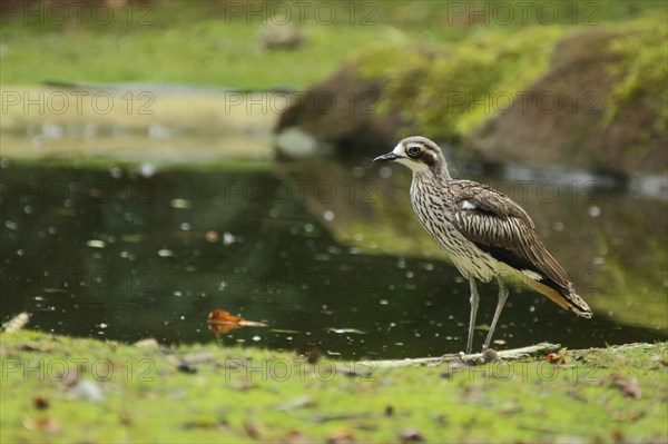 Inca Stone-Curlew