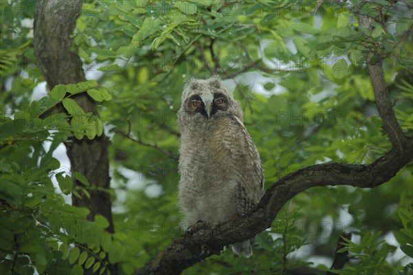 Young long-eared owl