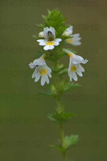 Common Eyebright