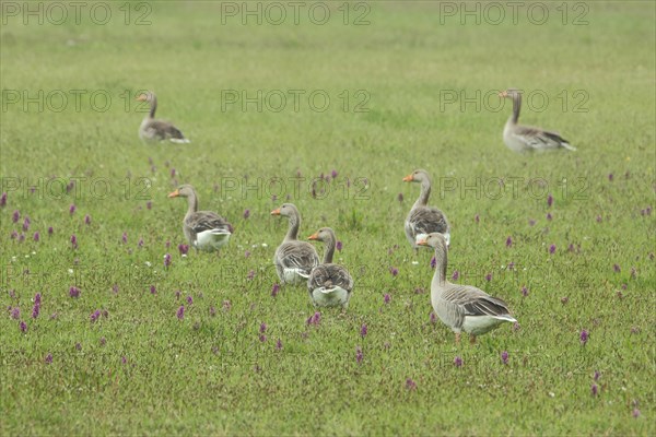 Group of greylag goose