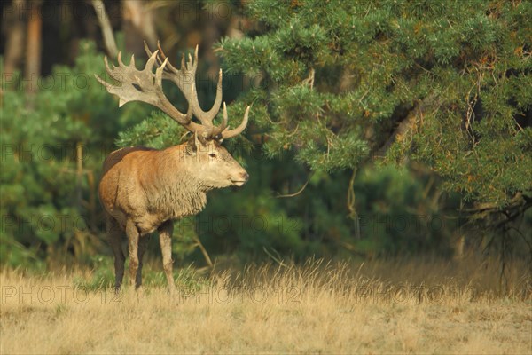 Red deer