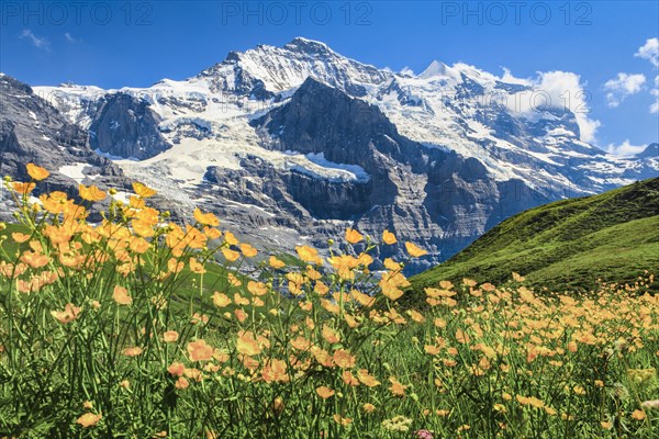 Jungfrau with buttercup
