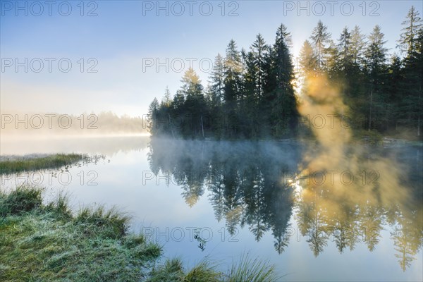 Rays of sunshine make their way through forest and fog at the mirror-smooth moorland lake Etang de la Gruere in the canton of Jura