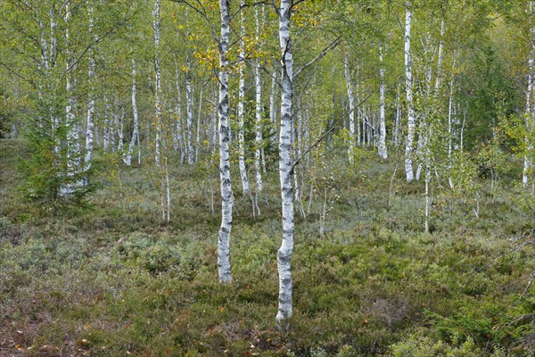 Birch forest and blueberry bushes in the high moor near Les Ponts-de-Martel