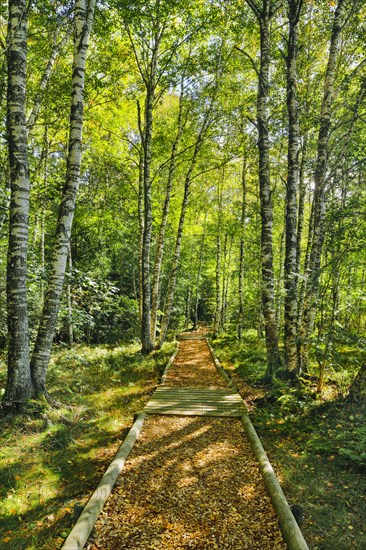 Forest path in the birch forest near Les Ponts-de-Martel in the canton of Neuchatel