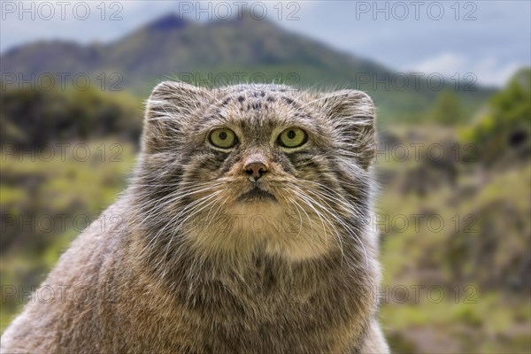 Pallas's cat